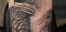 tatouage-réaliste-portrait-tattoo-crane-rapace-Shane-O'Neill